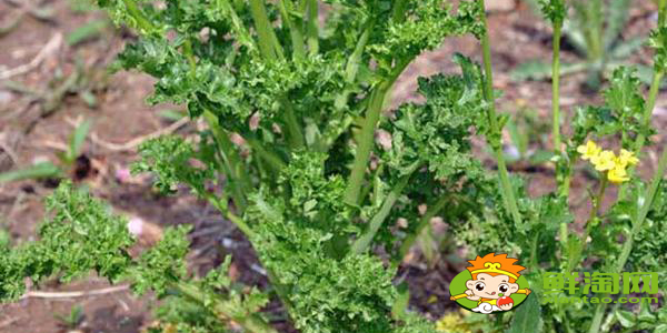 东北雪里红是什么菜,雪里红有几个品种图解