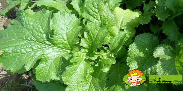 东北雪里红是什么菜,雪里红有几个品种图解