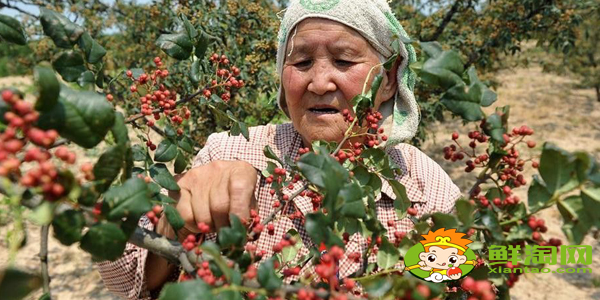 手工怎么摘花椒最快,手工摘花椒技巧