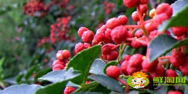 手工怎么摘花椒最快,手工摘花椒技巧