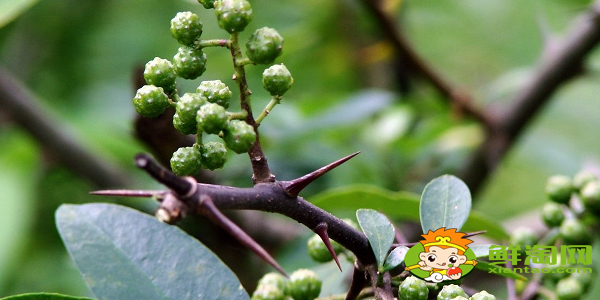 手工怎么摘花椒最快,手工摘花椒技巧