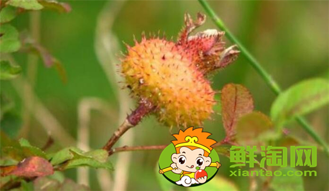 刺梨子泡酒能泡几年可以吗,刺梨子泡酒的正确方法