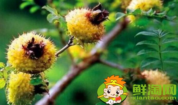 刺梨什么时候采摘最好,刺梨怎么去刺再泡冰糖