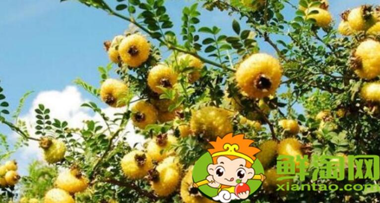 刺梨什么时候采摘最好,刺梨怎么去刺再泡冰糖