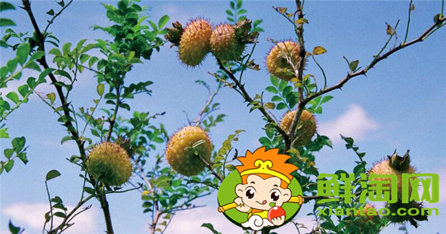 刺梨是什么季节生长的,刺梨几年挂果