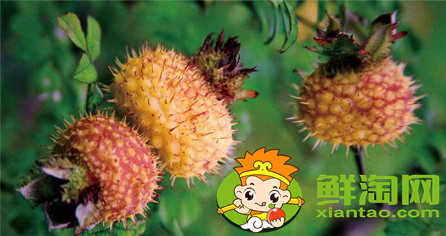 刺梨酒用干的还是鲜的,刺梨酒的泡制方法