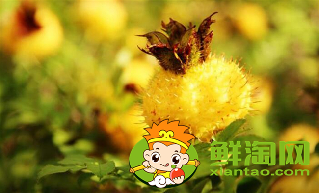 刺梨酒用干的还是鲜的,刺梨酒的泡制方法