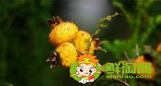 新鲜野刺梨怎么吃,金樱子和刺梨子的区别