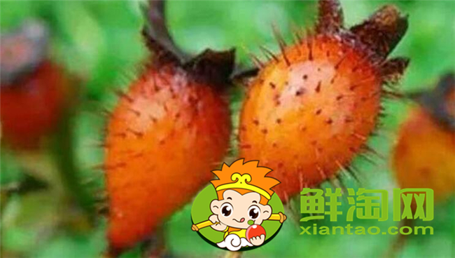 新鲜野刺梨怎么吃,金樱子和刺梨子的区别