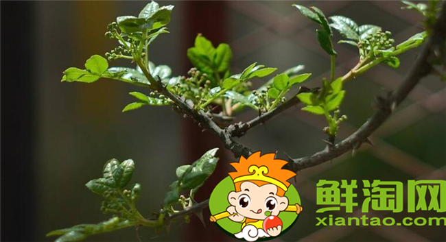 花椒叶什么时候采摘最好,花椒叶怎么存放