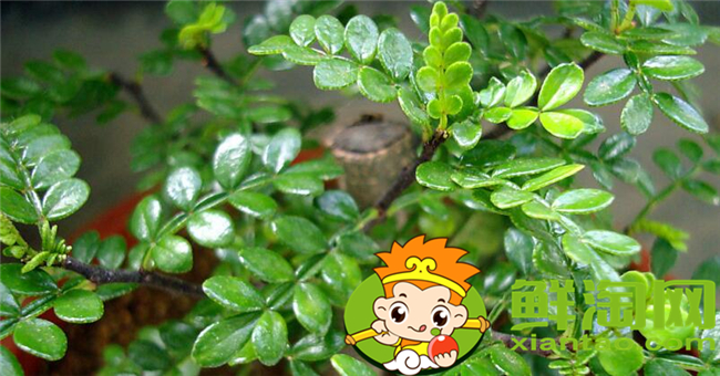 花椒叶什么时候采摘最好,花椒叶怎么存放