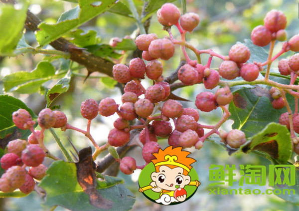 什么方法快速摘花椒,快速摘花椒技巧