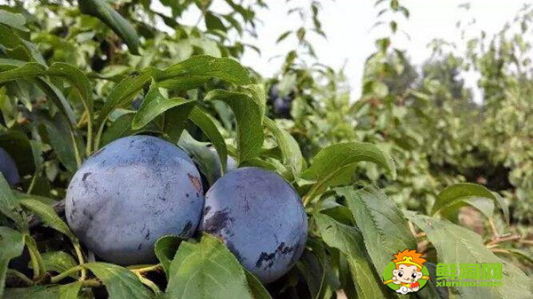 黑布林的核可以种吗,黑布林核怎么种