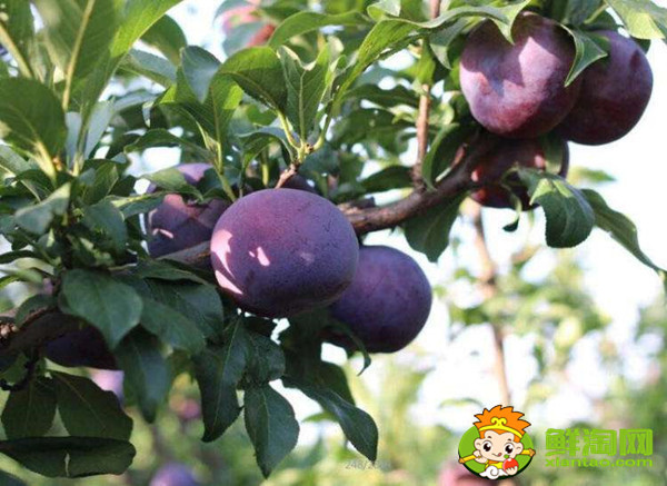 黑布林的核可以种吗,黑布林核怎么种