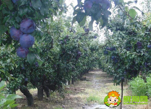 黑布林的核可以种吗,黑布林核怎么种