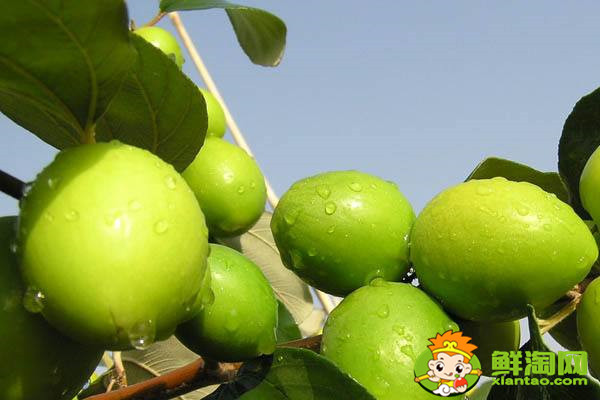 青枣是哪个地方产的,全国青枣哪个地方最多