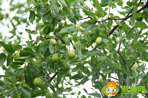 青枣是哪个地方产的,全国青枣哪个地方最多