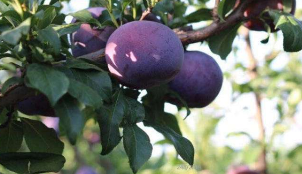 黑布林产地一般在哪里,国产黑布林产地是哪里的