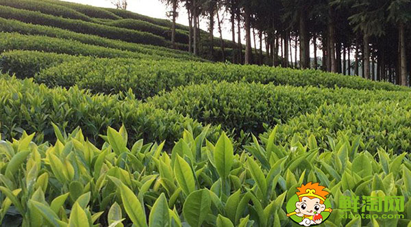 大红袍的树的品种是什么名,武夷山大红袍母树是最古老的茶树吗