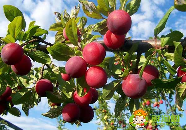 红布林多少一斤,黑布林贵还是红布林贵