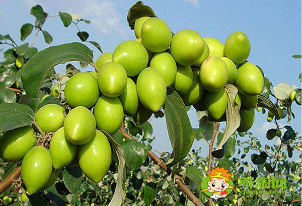 青枣熟了就是红枣吗,青枣可以怎么吃