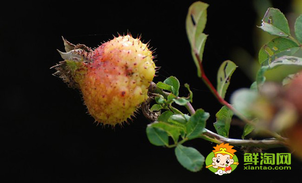 新鲜刺梨怎么处理,刺梨应该怎么吃