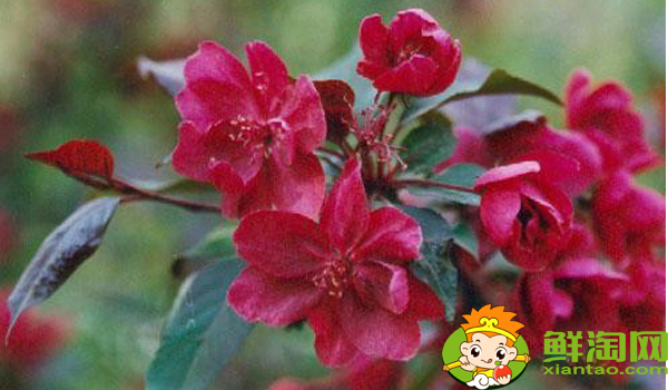 什么品种的北美海棠好看,北美海棠品种介绍图片