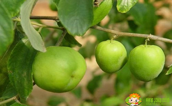 大青枣一年结几次果,大青枣喷什么药能结果多