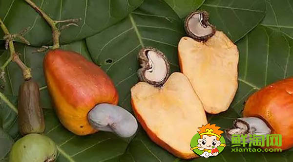 腰果上面的水果叫什么,腰果上面的水果能吃吗