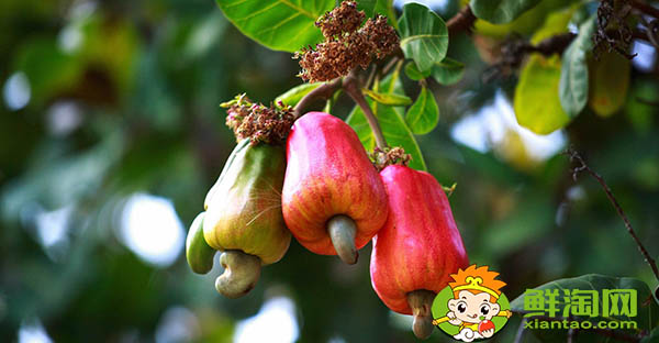 腰果上面的水果叫什么,腰果上面的水果能吃吗