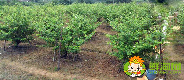 青枣什么季节上市,青枣哪个品种最好