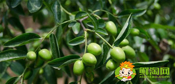 青枣什么季节上市,青枣哪个品种最好