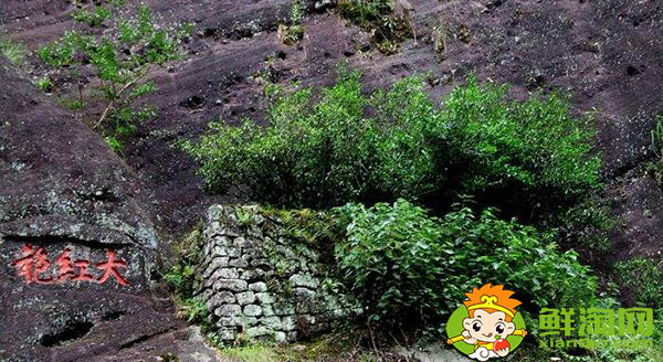 武夷岩茶大红袍有几种,大红袍和狮子头哪个品种好