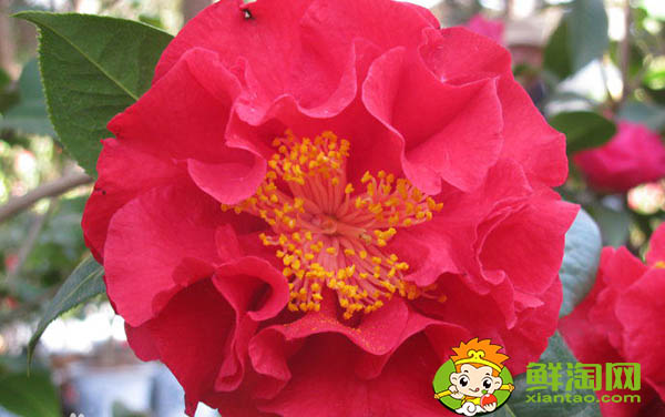 武夷岩茶大红袍有几种,大红袍和狮子头哪个品种好