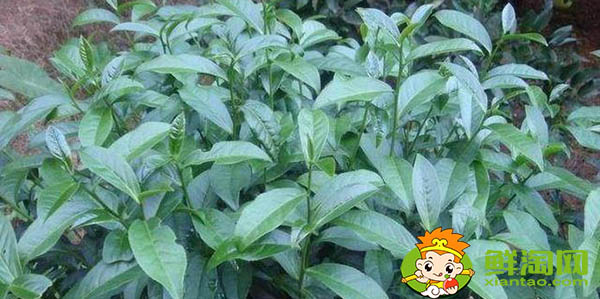 奇兰是大红袍吗,大红袍是红茶还是绿茶