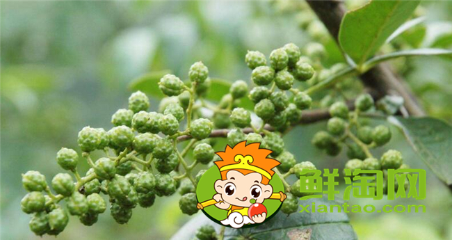 青花椒和大红袍哪种好，大红袍花椒品质有什么特点