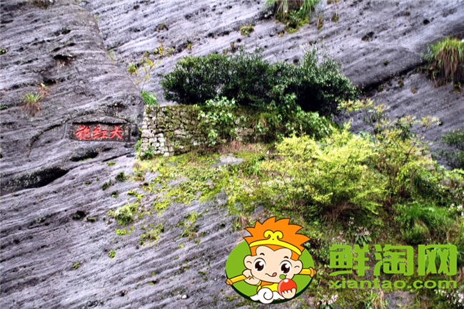 武夷山大红袍是什么茶,武夷山大红袍多少钱一斤