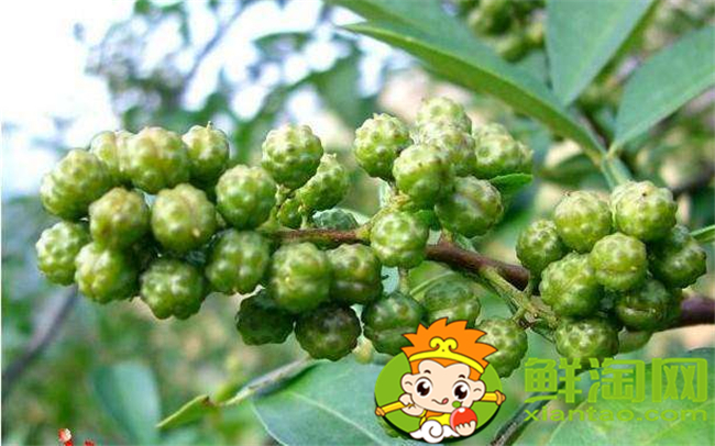 臭椒和大红袍怎么鉴别,大红袍花椒怎么鉴别好坏