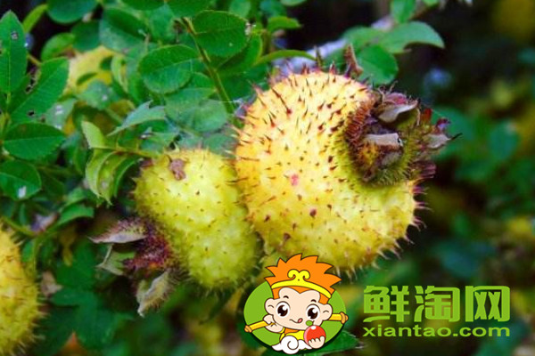 未成熟的刺梨怎么泡酒,刺梨酒能长期泡吗