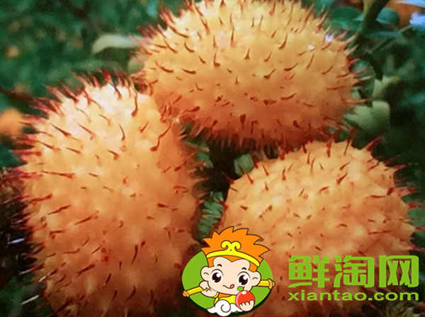 未成熟的刺梨怎么泡酒,刺梨酒能长期泡吗