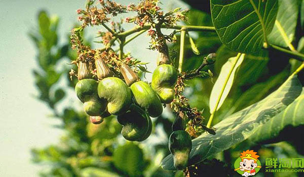 越南最有名的腰果牌子是什么,为什么越南腰果好