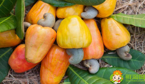 越南最有名的腰果牌子是什么,为什么越南腰果好