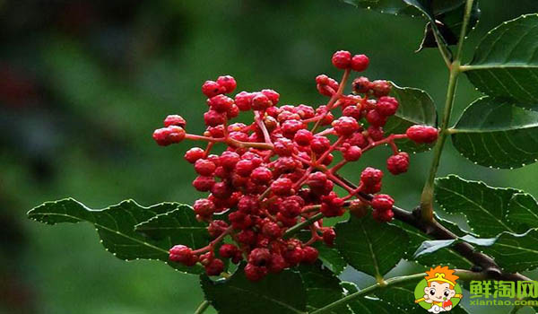 花椒是几月份采摘,花椒不熟摘下来能用吗