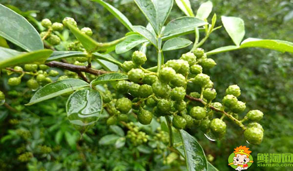 花椒是几月份采摘,花椒不熟摘下来能用吗