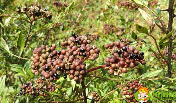 什么是伏椒,甘肃伏椒有什么特点