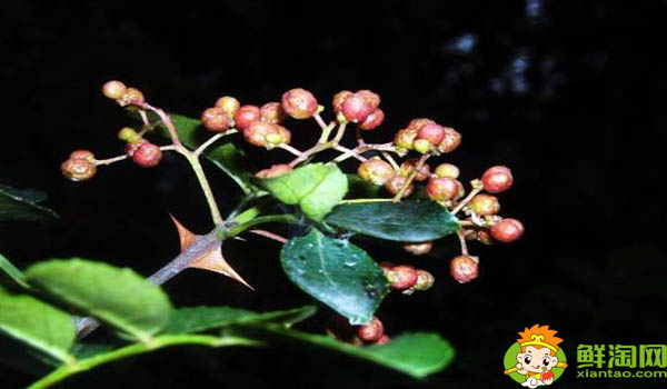 什么是伏椒,甘肃伏椒有什么特点