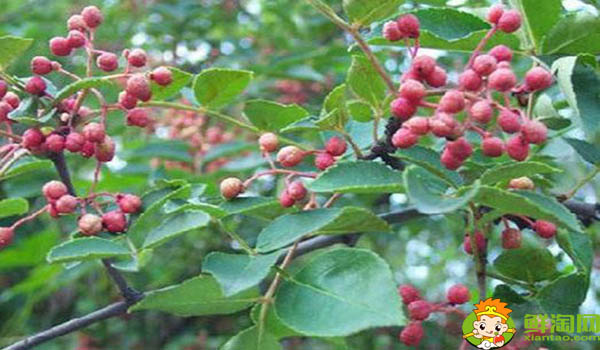 什么是伏椒,甘肃伏椒有什么特点