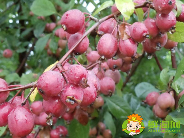 红宝石海棠果实可以吃吗,红色果实的北美海棠品种