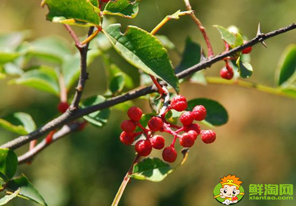 花椒树的刺扎手了有什么危险,花椒刺有什么毒性