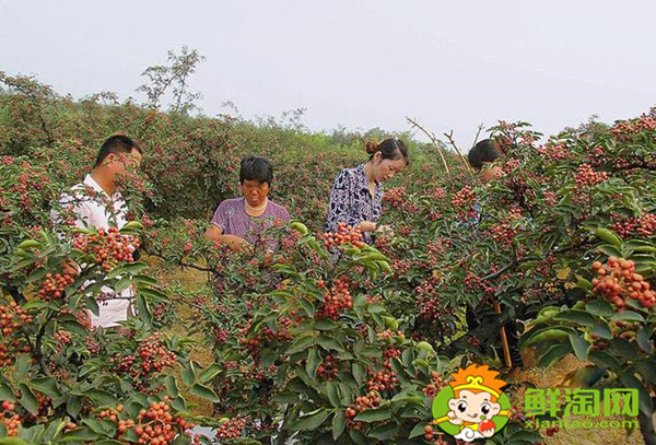 野花椒什么时候采摘,野生花椒怎么处理